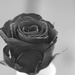 Rose in black and white by elisasaeter