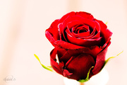 17th Oct 2014 - Red rose