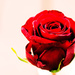Red rose by elisasaeter