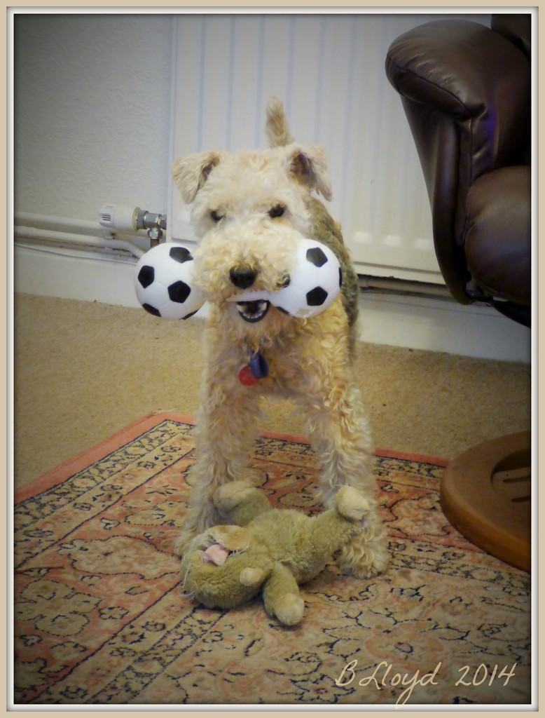 Alfie --they are mine , all mine !! by beryl