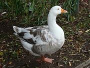 17th Oct 2014 - Oct 17: Goosey Goosey Gaudy