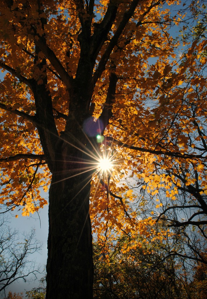 Flare for Seasons by alophoto