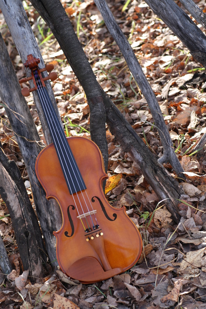 My violin! by sarahlh