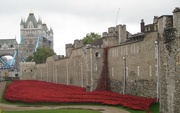 15th Oct 2014 -  The Poppies 