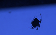 16th Oct 2014 - Silhouette: Spider in the early morning