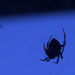 Silhouette: Spider in the early morning by houser934