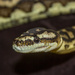 Carpet snake-python by gosia