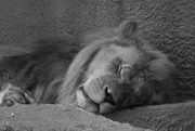 17th Oct 2014 - The Lion Sleeps Tonight