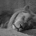 The Lion Sleeps Tonight by kerristephens
