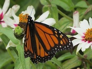 11th Oct 2014 - Another Monarch