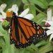 Another Monarch by rob257