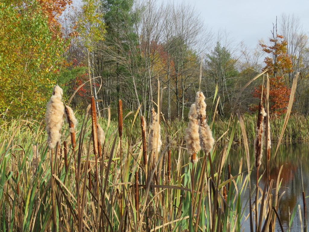 Cat-tails in a marshy area. by rob257