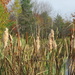 Cat-tails in a marshy area. by rob257