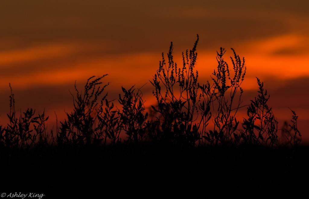 Deal Island Weeds at Sunset by shesnapped