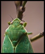 18th Oct 2014 - Bladder Cicada