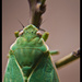 Bladder Cicada by annied