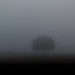 Misty Morning by digitalrn