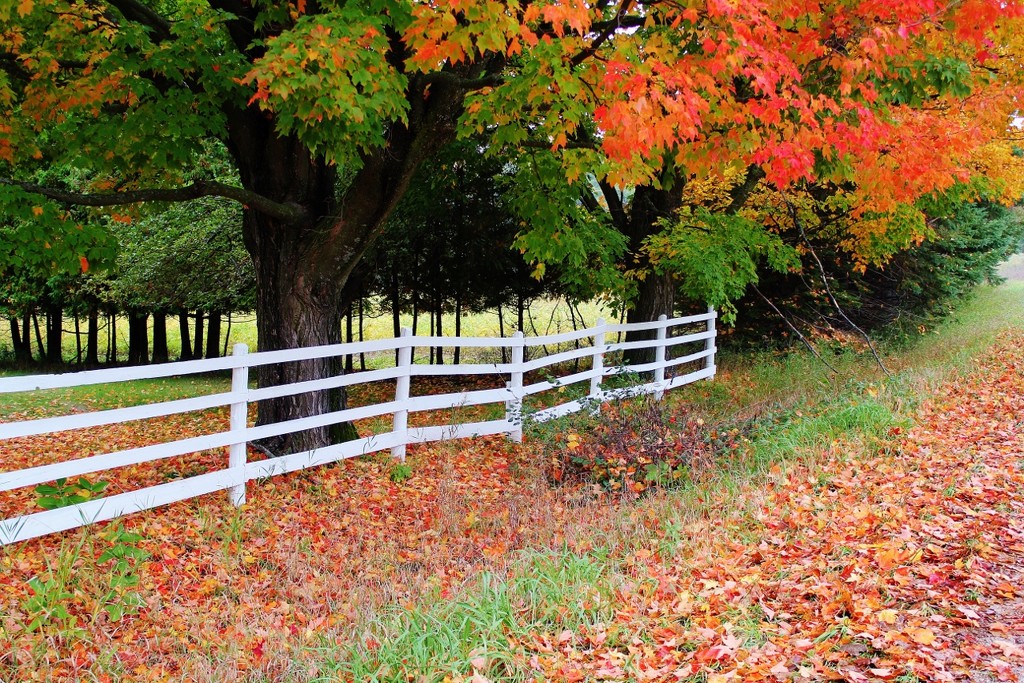 White fence by edorreandresen