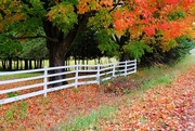 3rd Oct 2014 - White fence