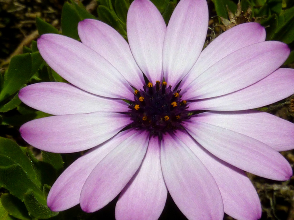 African Daisy by denisedaly