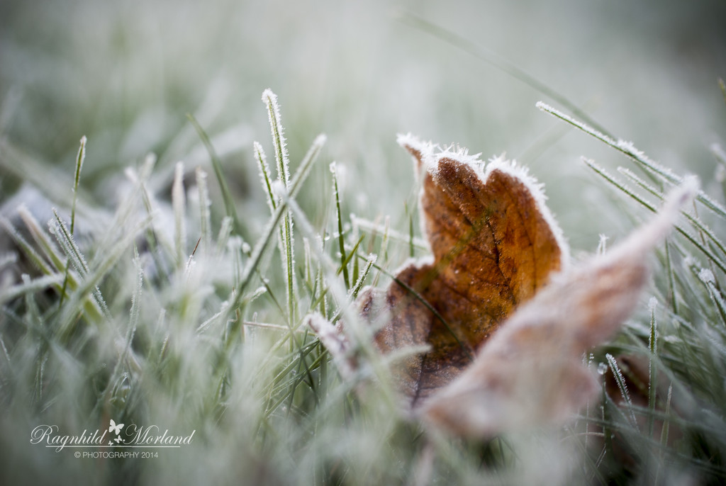 Moring Frost by ragnhildmorland