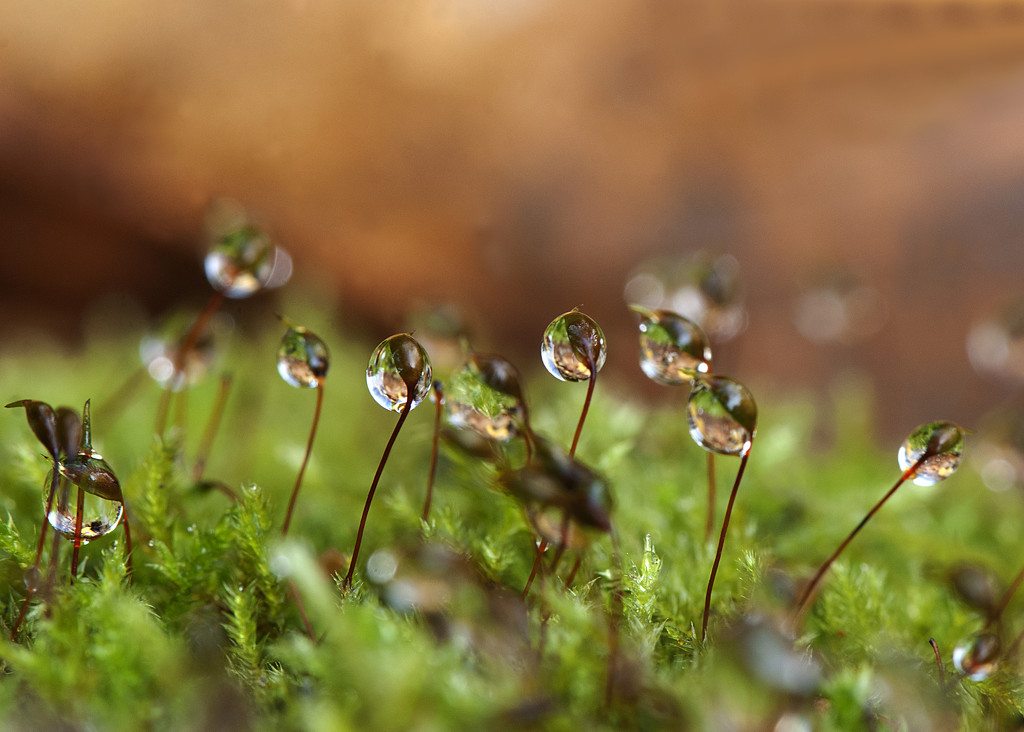 Moss and the droplets! by fayefaye