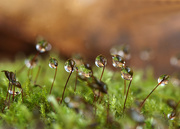 18th Oct 2014 - Moss and the droplets!