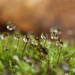 Moss and the droplets! by fayefaye