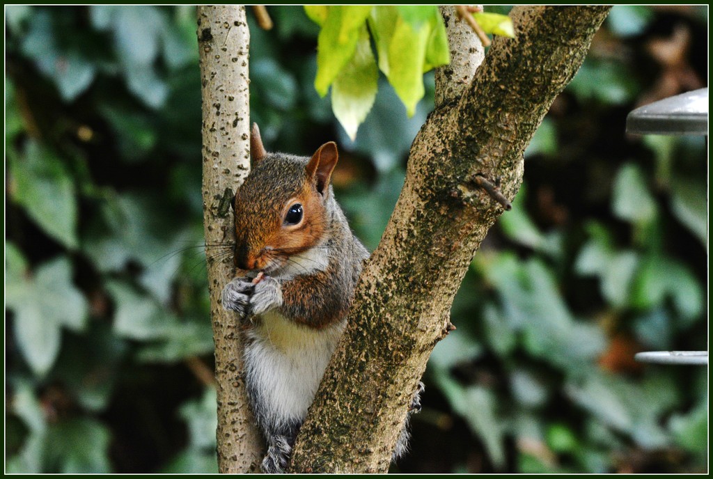 Squirrel nutkins by rosiekind