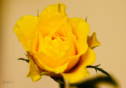 18th Oct 2014 - Yellow rose