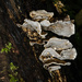 Fungi - 18-10 by barrowlane