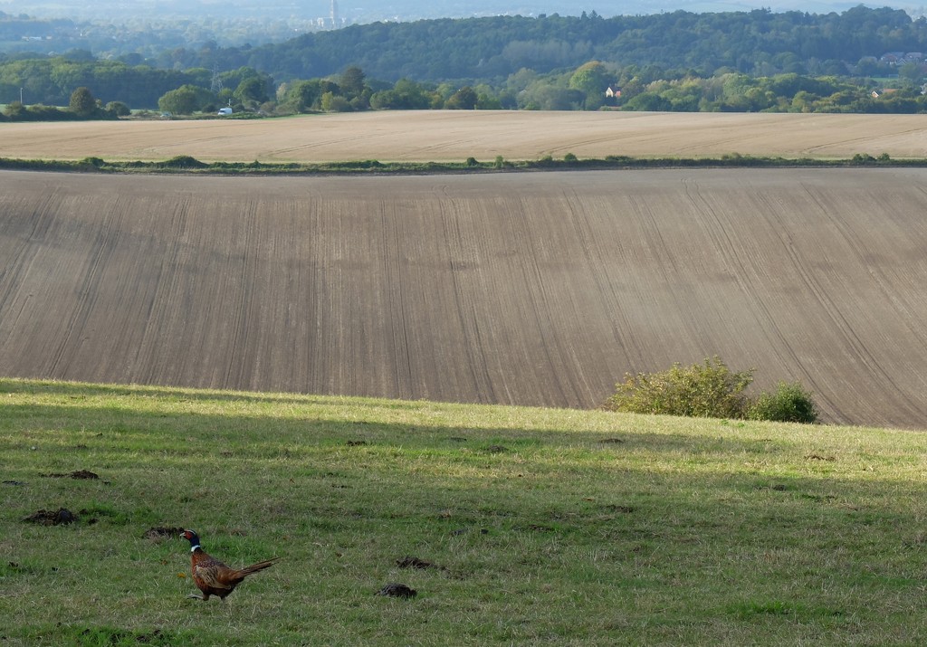 ploughed field and a pheasant by quietpurplehaze