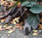 19th Oct 2014 - Northern Short-tailed Shrew