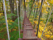 20th Oct 2014 - A Bridge in the Treetops