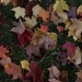 Colors of Autumn by loweygrace