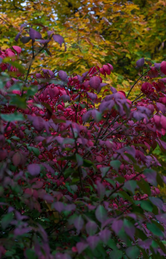Colors of Autumn 2 by loweygrace