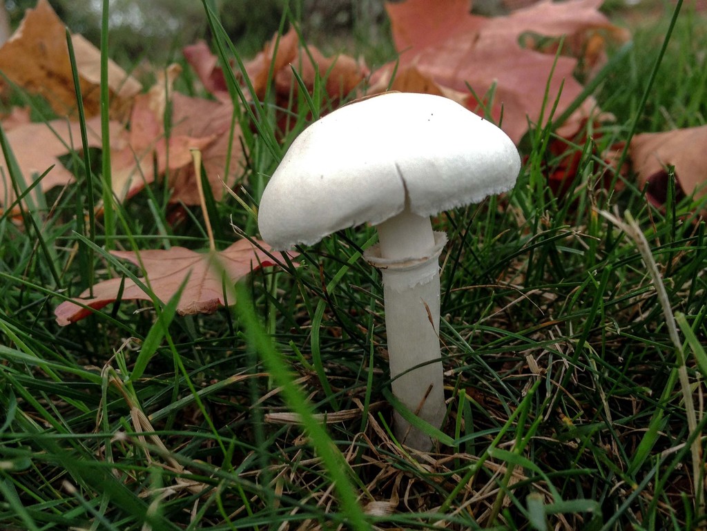 Fall mushroom  by loweygrace
