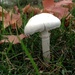 Fall mushroom  by loweygrace