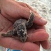 Baby Sea Turtles by graceratliff