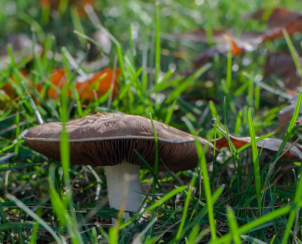 Fall mushroom 2 by loweygrace