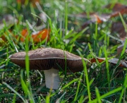 15th Oct 2014 - Fall mushroom 2