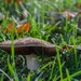 Fall mushroom 2 by loweygrace