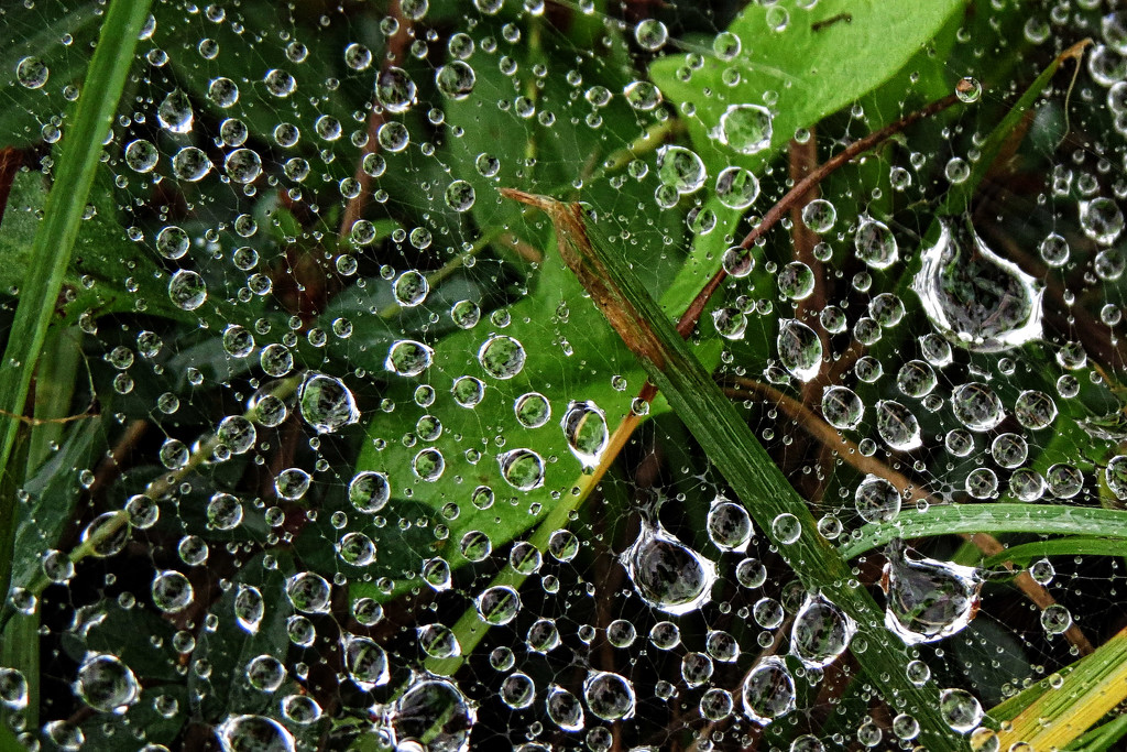 Raindrops Caught by the Web by milaniet