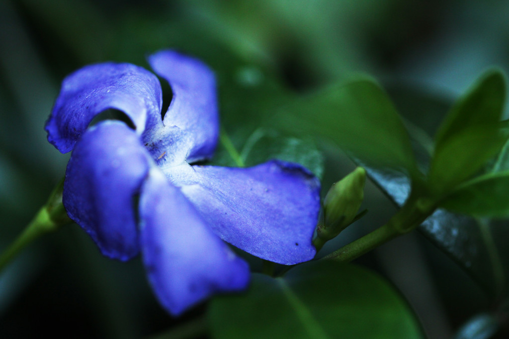 Periwinkle Dream by mzzhope