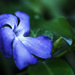 Periwinkle Dream by mzzhope