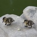 Two little ducks by sugarmuser