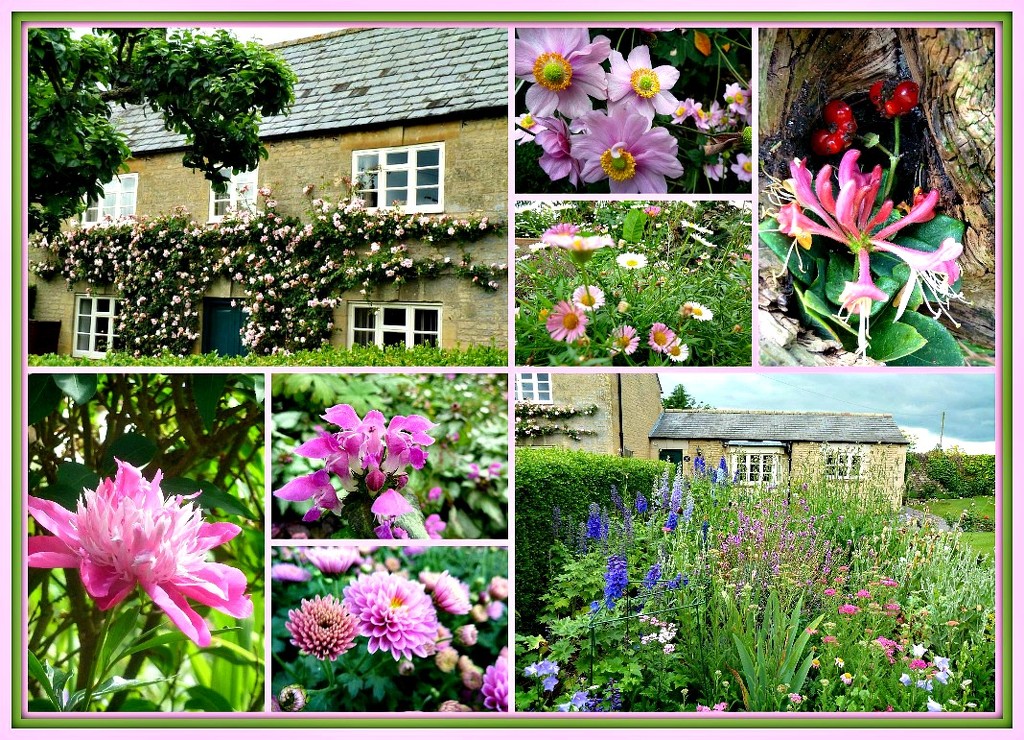 Think Pink.  In a Cottage Garden by wendyfrost