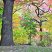 Autumn in New Jersey by mhei