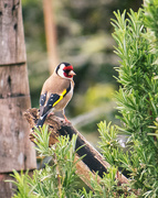 18th Oct 2014 - goldfinch