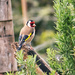 goldfinch by kali66
